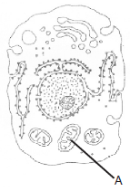 Cell: The Unit of Life mcq question image